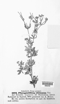 Phragmidium fragariae image